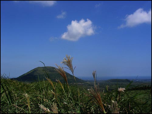 억새꽃 뒤로 다랑쉬오름도 보인다. 